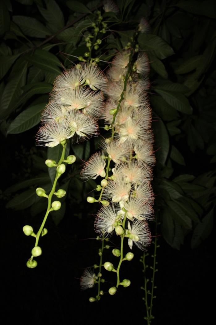 ���ݼ���