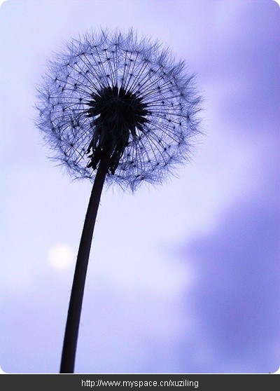 Ʈ���ڰ�յĹ�ȥ