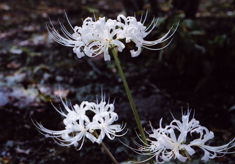 ���������Ӥ�����