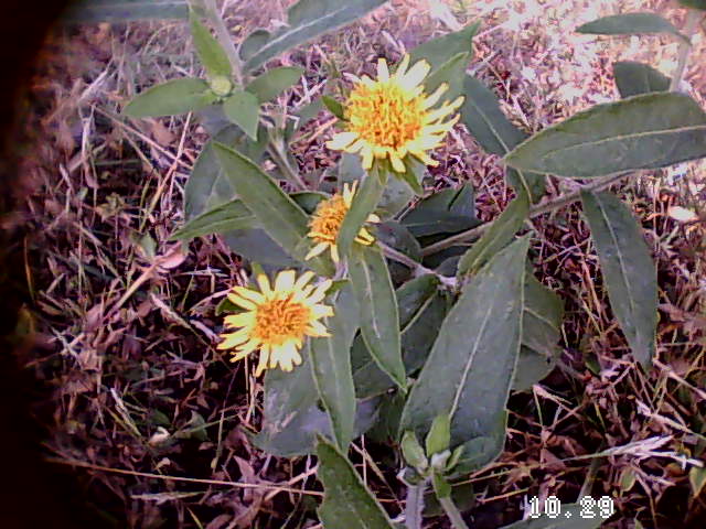 35��ǰҪ�ϵ�33�����ƿ�