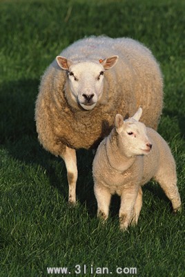 ��ŭ������