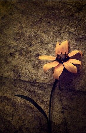 ����ֽ��