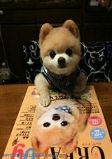 �ݳ�����