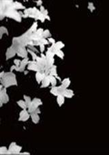 ����һ�ķ���