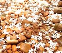 ���� �Ͳ����