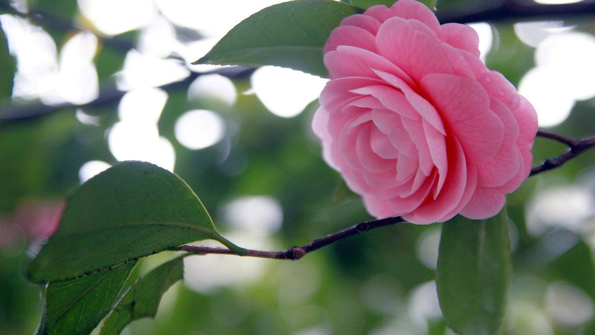 花开不多时封面