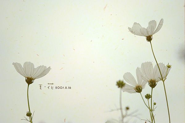 重生之再斗极品婆婆封面