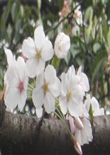 生命在盲点上流淌封面