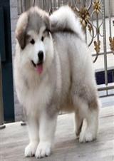 ���а�Ȯ����