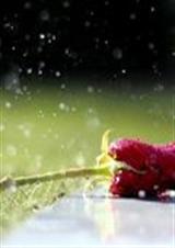 ��ɫϵ������·���