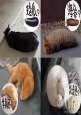 凤栖梧 (完结 网王同人)封面