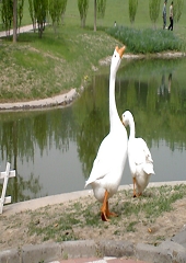 ����Ĺ���