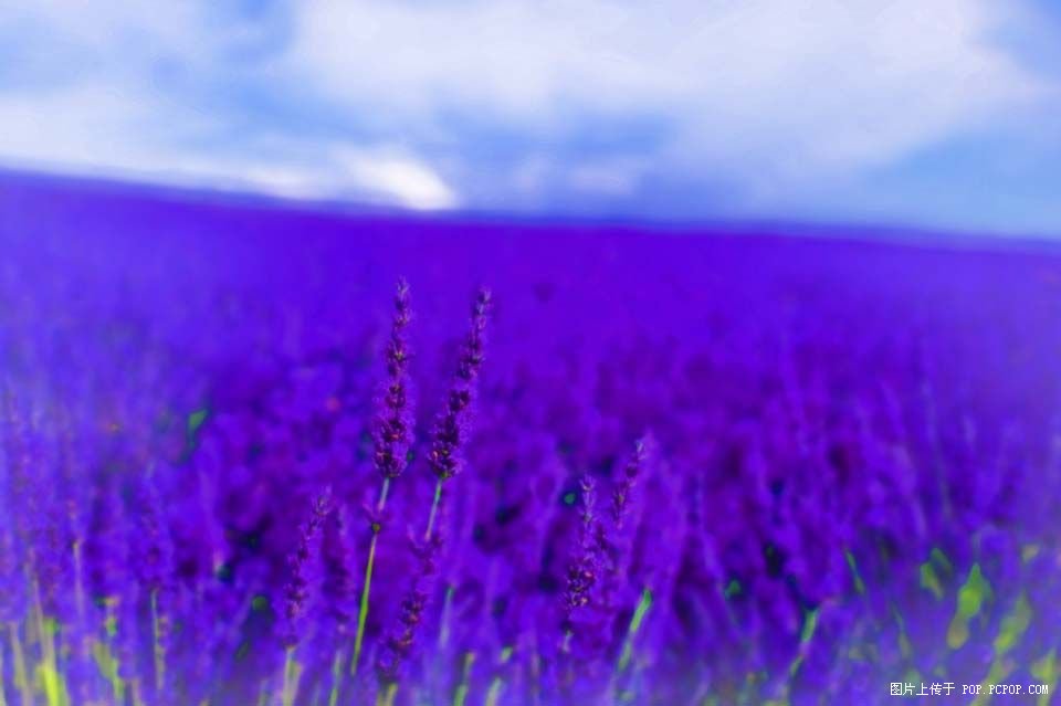 ����޹�²ݵĺ����е�����