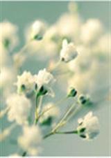 �ػ�����֮��Өѩ�ķ���