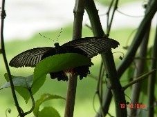 �޷��ĳ�����